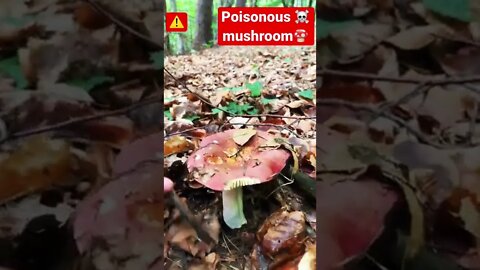 Dangerous mushrooms 🍄 DO NOT EAT