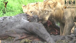 Hyenas And Lions Scavenge From A Hippo