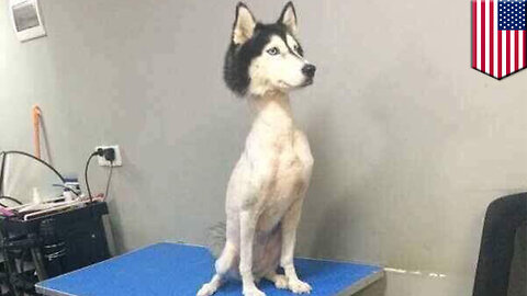 Shaved husky: mysterious viral photo of shaved husky sends Twitter into a frenzy - TomoNews