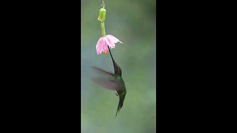 Look at the wonder of nature and find out why the beak of the bird was made so long