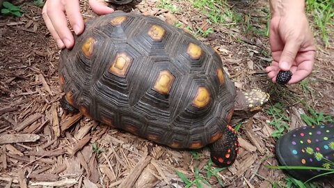 TheFamilyDoes a tour of Melon the RedFoot Tortoises Enclosure.