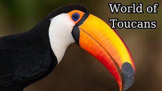 Enchanting World of Toucans