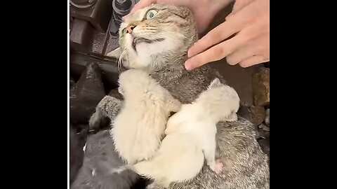 Brave ma rescues cat and kitten from perilous situation