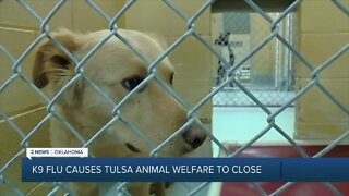 Tulsa Animal Welfare temporarily closing due to canine flu