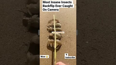 Most Insane Insects Backflip Ever Caught On Camera #shorts #animals #insects #wildlife