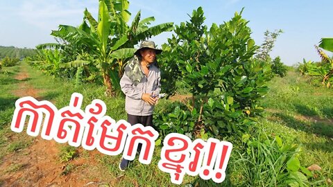 របៀបតាក់តែងខ្នុរ បង្ហាញដោយលោកគ្រូ ឈុន កាំង (Chhun Kang) (jackfruit)