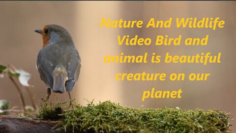 Nature And Wildlife Video Bird and animal is beautiful creature on our planet 2020