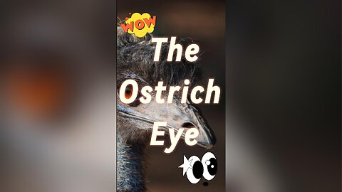 Ostrich Eyes: 3 Facts You Did Not Know