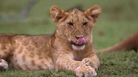 Tiger cubs & Lions in Kenyan jungle