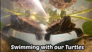 Swimming with our Turtles