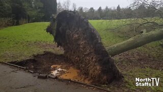 Storm Ciara Tree Down Longton Park (09-02-2020)