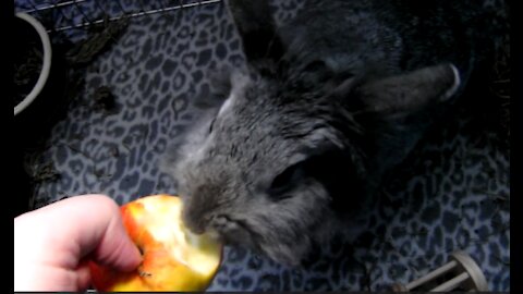 my beautiful rabbit eat apple