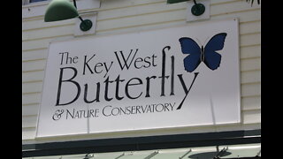 Key West Butterfly and Nature Conservancy. 6/18/2021