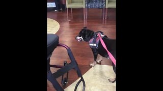 June 5, 2019 - In the MedVet - Columbus waiting room waiting to see her Veterinary Oncologist