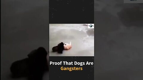 Dogs Chasing Cat | Proof That Dogs Are Gangsters #shorts