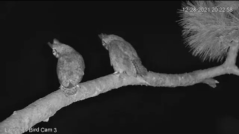 Great Horned Owls-Discussions on The Fairway Branch 🦉 12/29/21 20:18