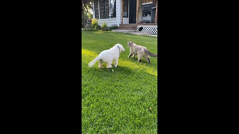 Kids playing