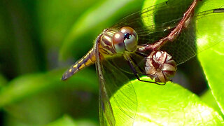 IECV NV #676 - 👀 Yellowish Dragonfly Closeups On The Bush In The Yard 7-9-2018