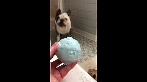 Furious Bulldog Hates Owner's Bath Bomb