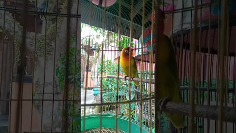 burung lovebird gacor