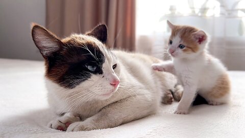 Dad Cat Ignores Tiny Kitten [Try not to Laugh]