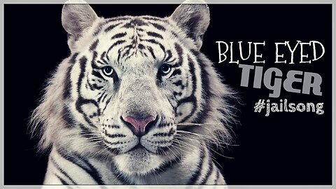 BLUE EYED TIGER / #JAILSONG