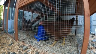 My Backyard Chickens - Episode 69