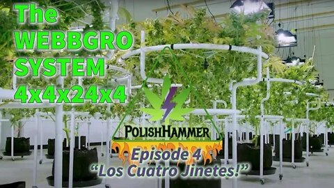 Webbgro 4x4x24x4 ep4 "Los Cuatro Jinetes!" #WEBBGRO #SPIDERFARMER #VIVOSUN #FLORAFLEX day17 🔨