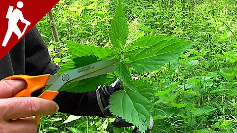 Wild Stinging Nettles Harvest - Edibles Nettles - Urtica dioica