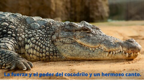 La fuerza y ​​el poder del cocodrilo y un hermoso canto.