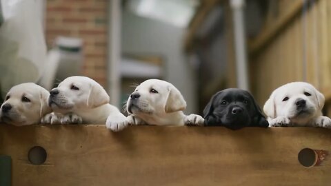Puppies, Labrador, Black, White #puppies #dog