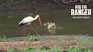 Crocodiles, Yellow-billed Stork, Egret, Fishing | Kruger National Park