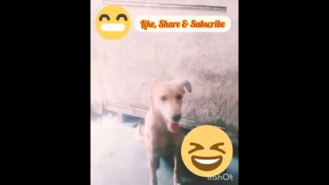 Billu The Funny Dog