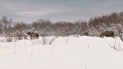 Herd of Moose in Snow Covered Field