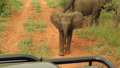 Curious baby elephant is fascinated by safari vehicle