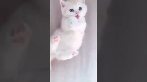 Cute Cat 💕#cat #youtubevideos #funny @Cat Lovers Planet ​