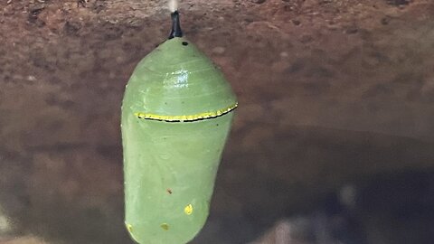 Monarch caterpillar transformation gone wrong