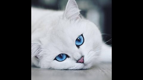Have you ever seen a cat with such pretty blue eyes?😻🛁✂️❤️
