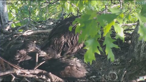 Hays Eaglet H15 nipping H13's feathers beakering H14 021 05 13 6:53AM