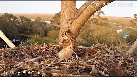 Mom and Her Owlet Enjoy Dinner Together 🦉 3/13/22 19:45