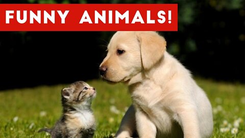 Funny Animals Love Reaction Video so cute must watch