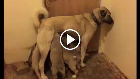 Kangal Shepherd Dog and Mom