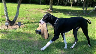 Great Dane celebrates Cinco De Mayo with straw sun hat