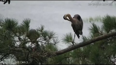 Male Blue Heron Brings Nesting Material 🥚 6/13/22 08:23