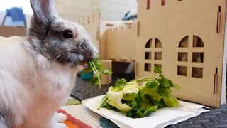 Eating my afternoon snack 🥬 bunny rabbit ASMR