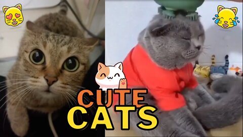 Cute Cats Compilation Vol. 4 - Brighten Your Day With Adorable Kitties