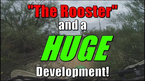 Here Comes the Rooster! (Plus Big News) Part I