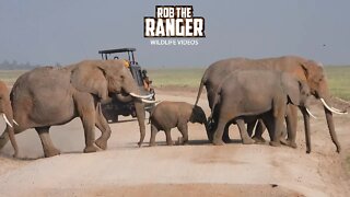 Amboseli Elephant Herd Crossing The Road | Zebra Plains Safari