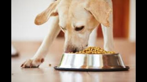Dogs home healthy food