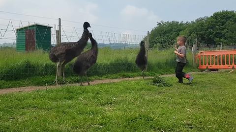 Kid dances with trio of baby emus